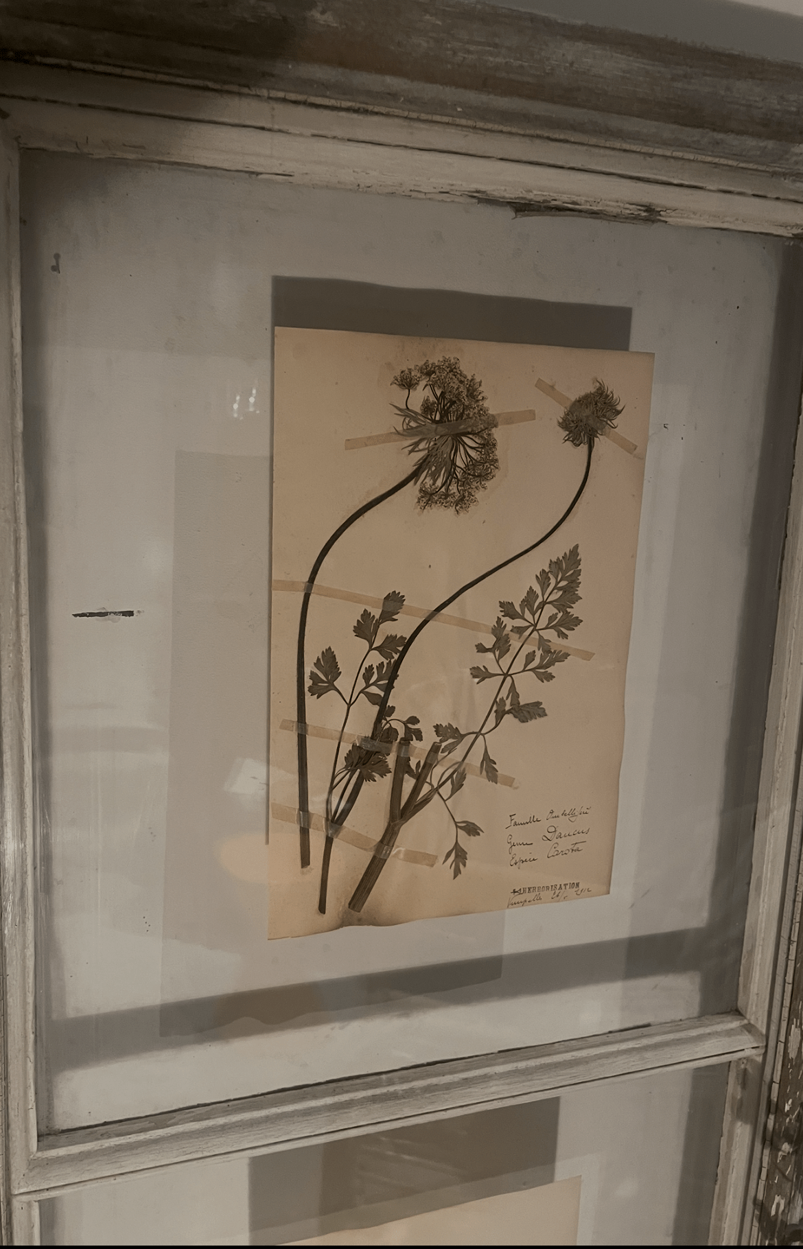 Herbiers (1912) encadrés – Image 4