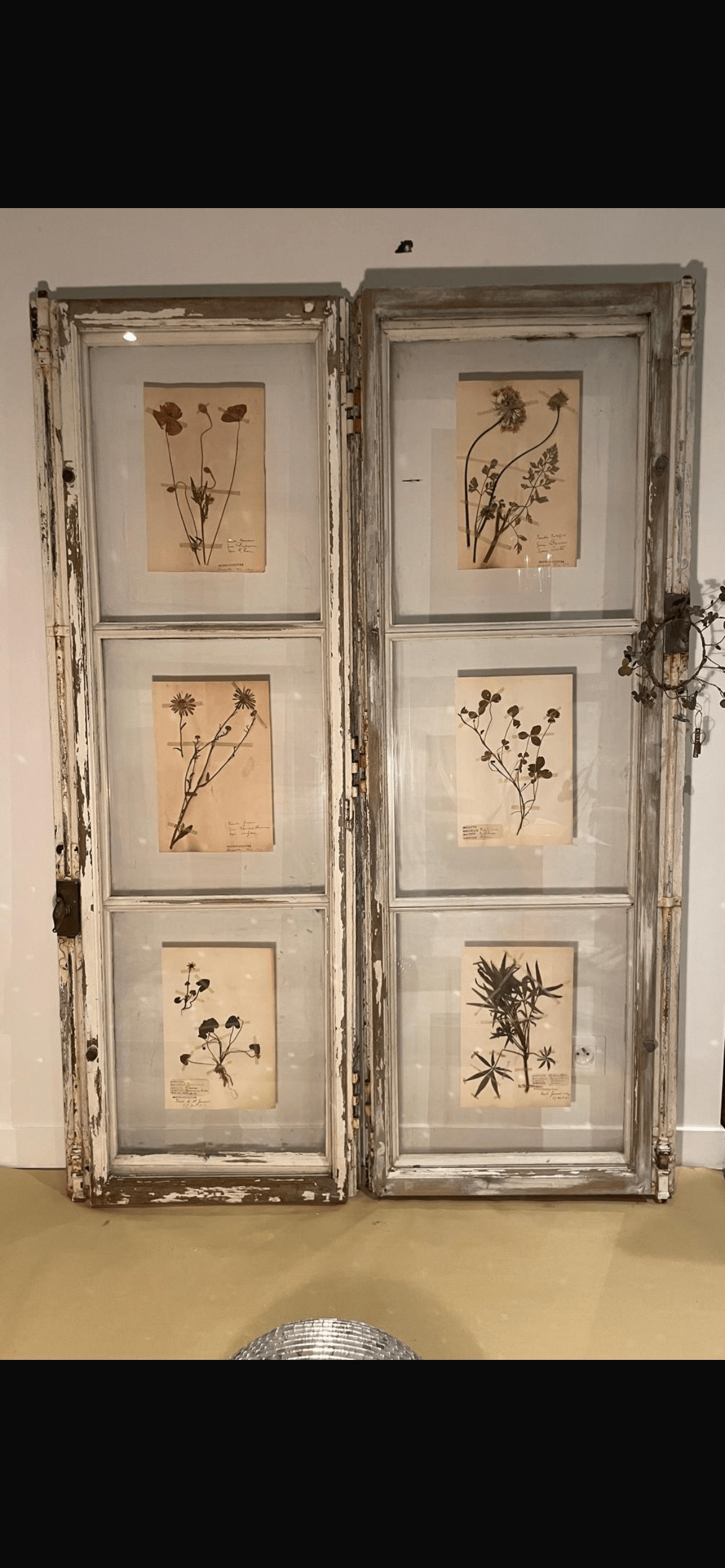 Authentique planche d’herbier (1912) – Image 9