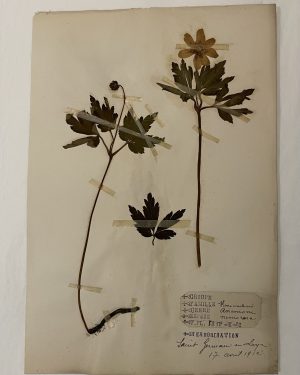 Authentique planche d’herbier (1912)