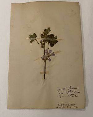 Authentique planche d’herbier (1912)