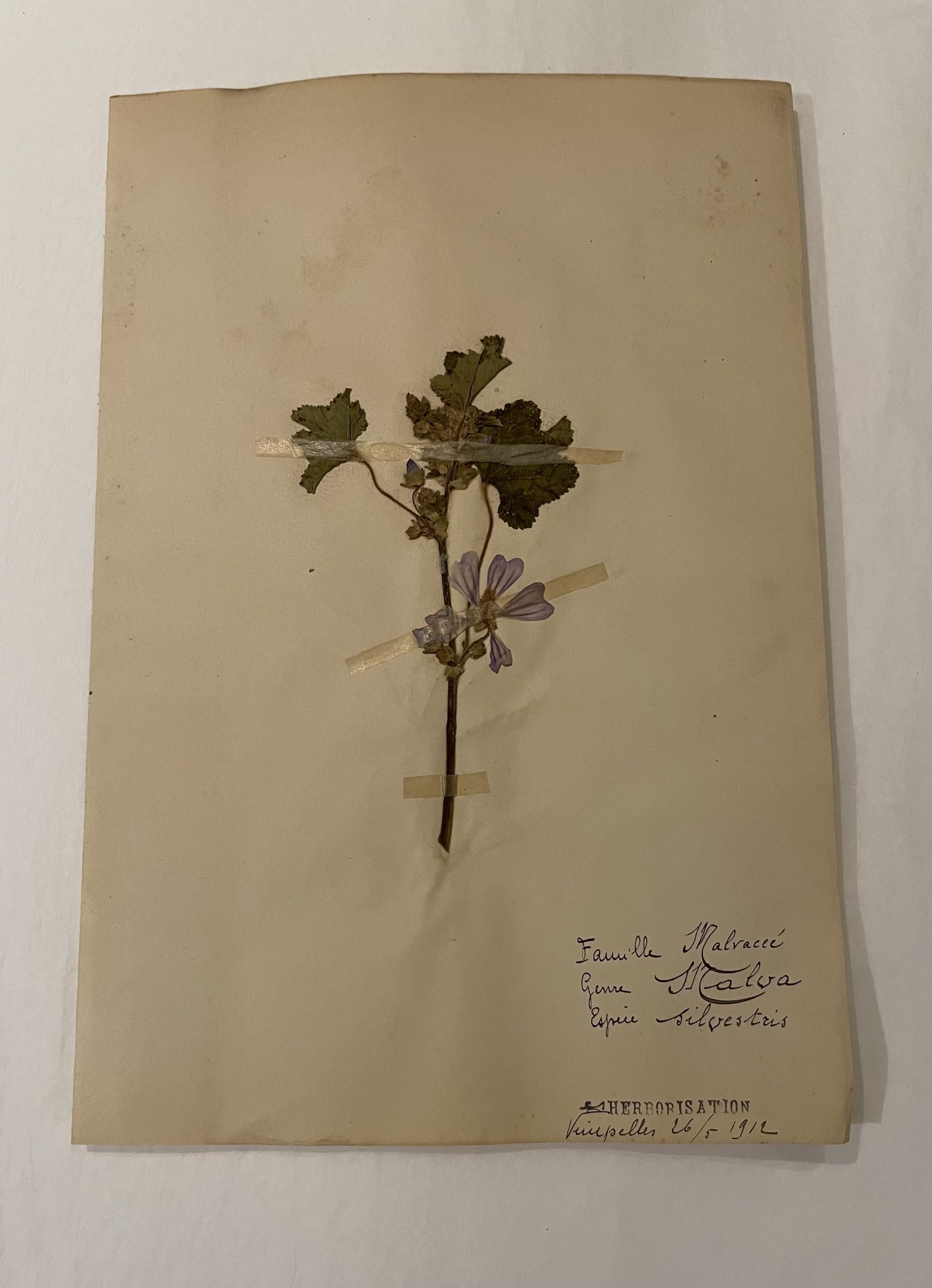 Authentique planche d’herbier (1912)