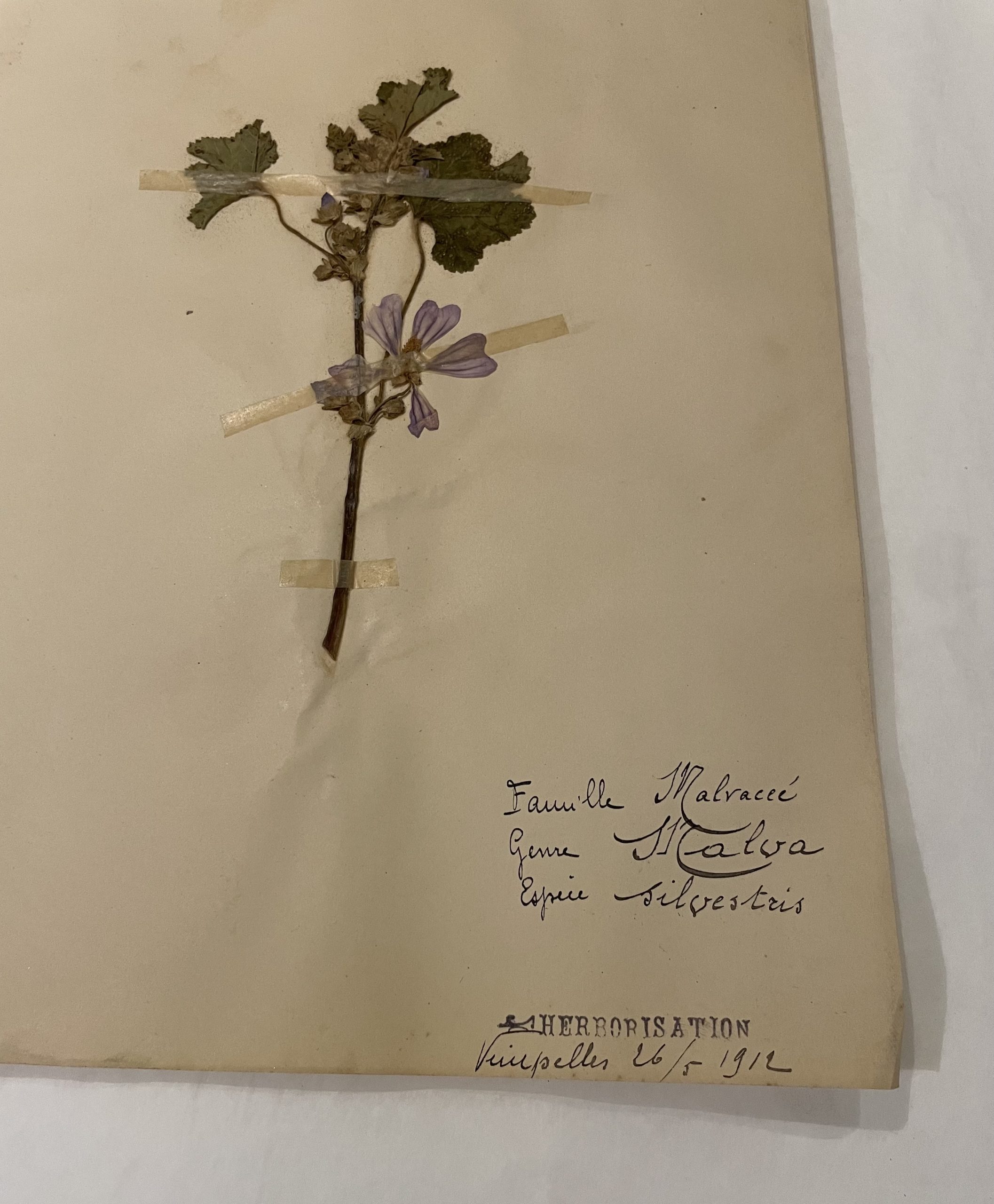 Authentique planche d’herbier (1912) – Image 5