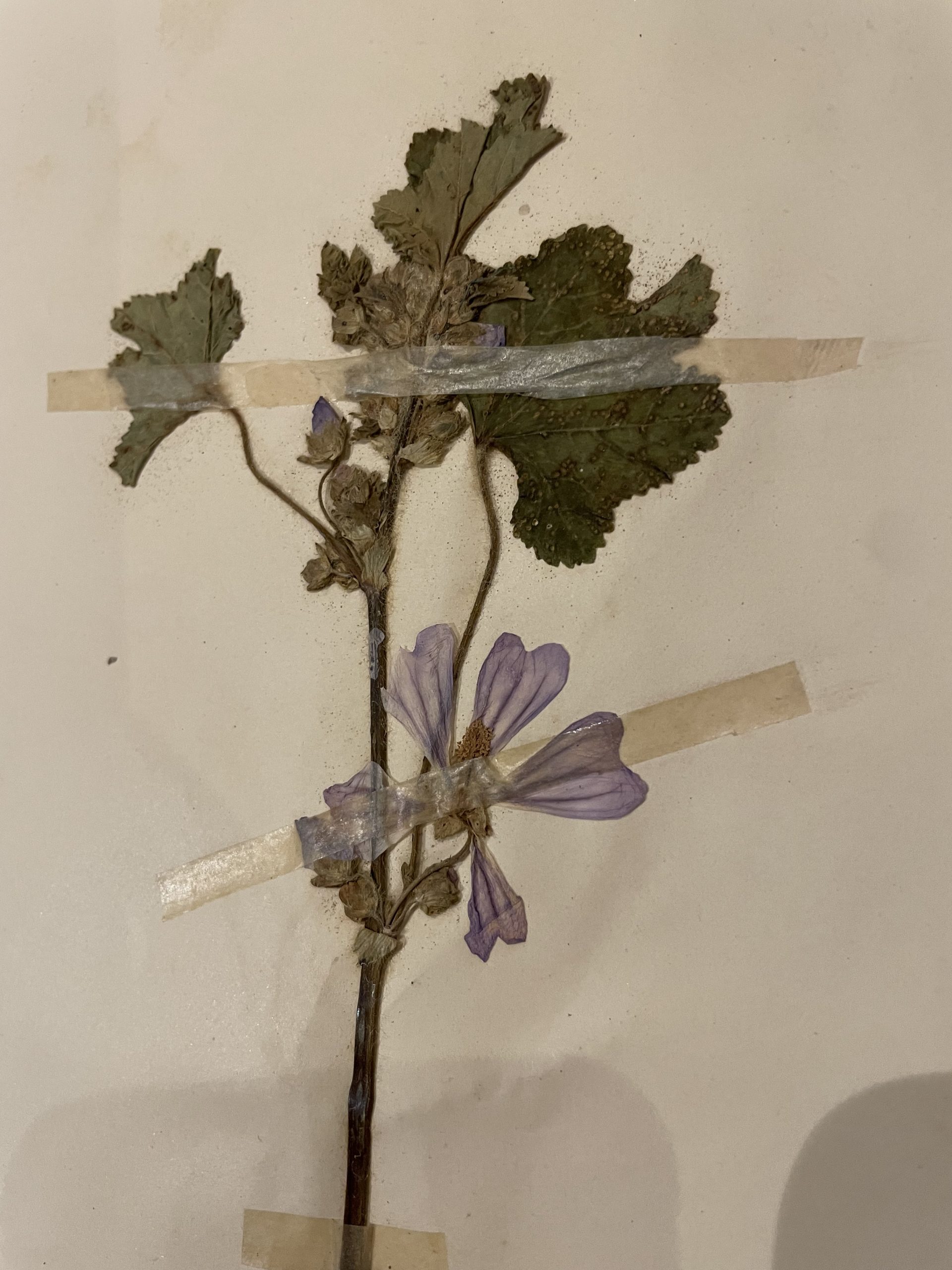 Authentique planche d’herbier (1912) – Image 3
