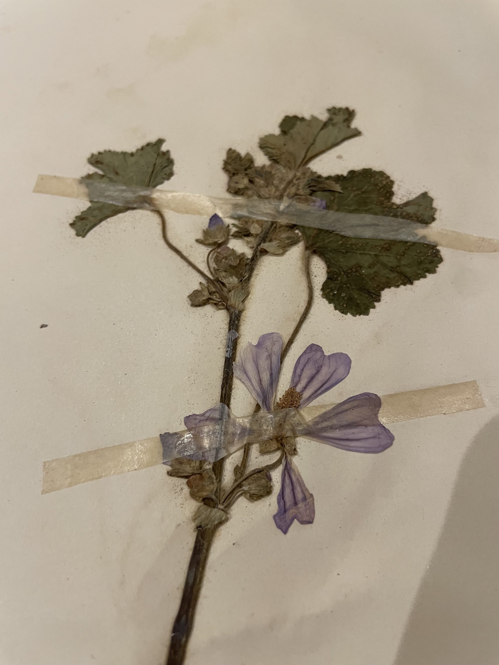 Authentique planche d’herbier (1912) – Image 4