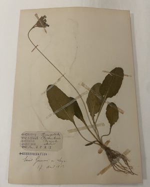 Authentique planche d’herbier (1912)