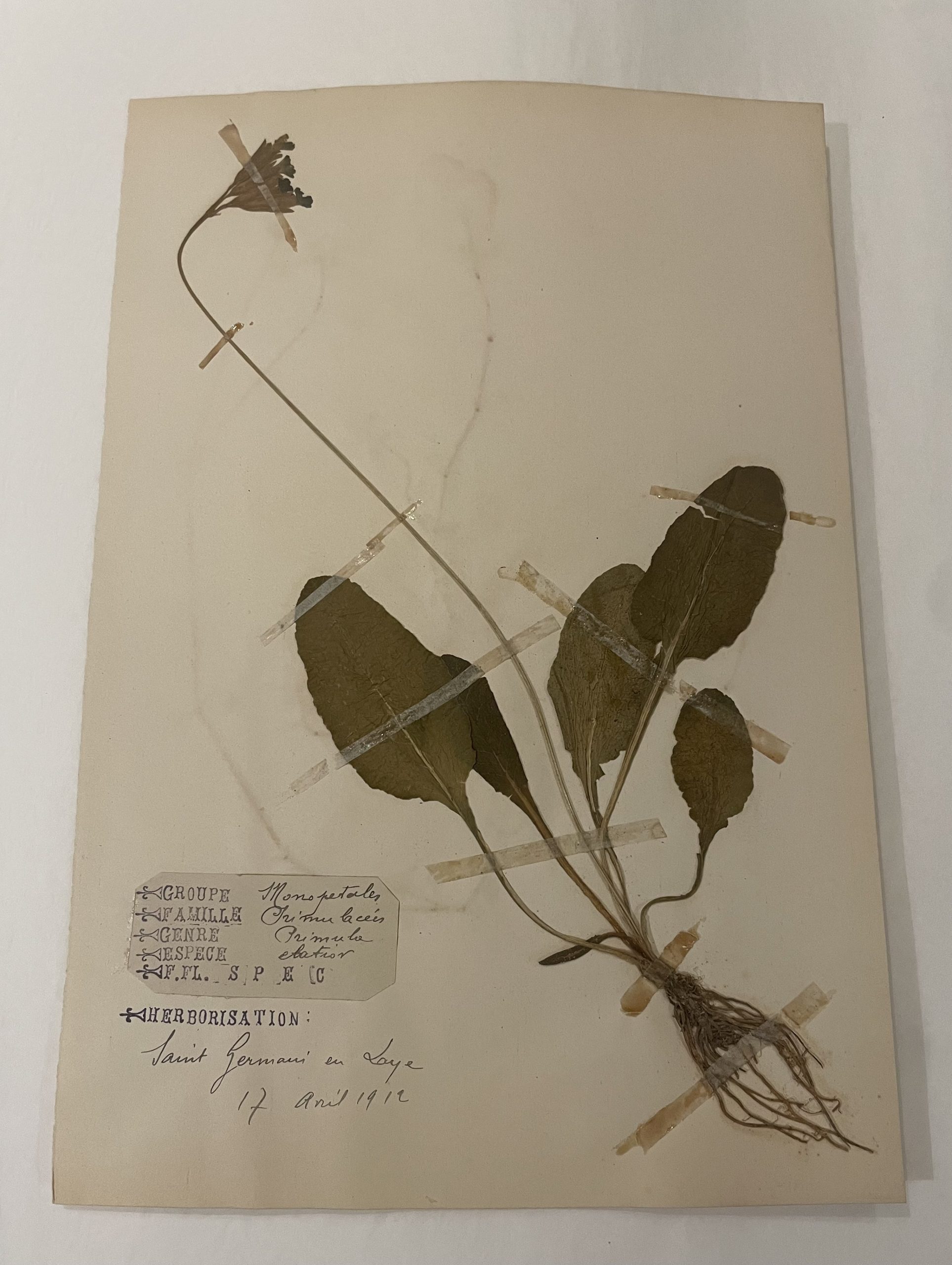 Authentique planche d’herbier (1912)
