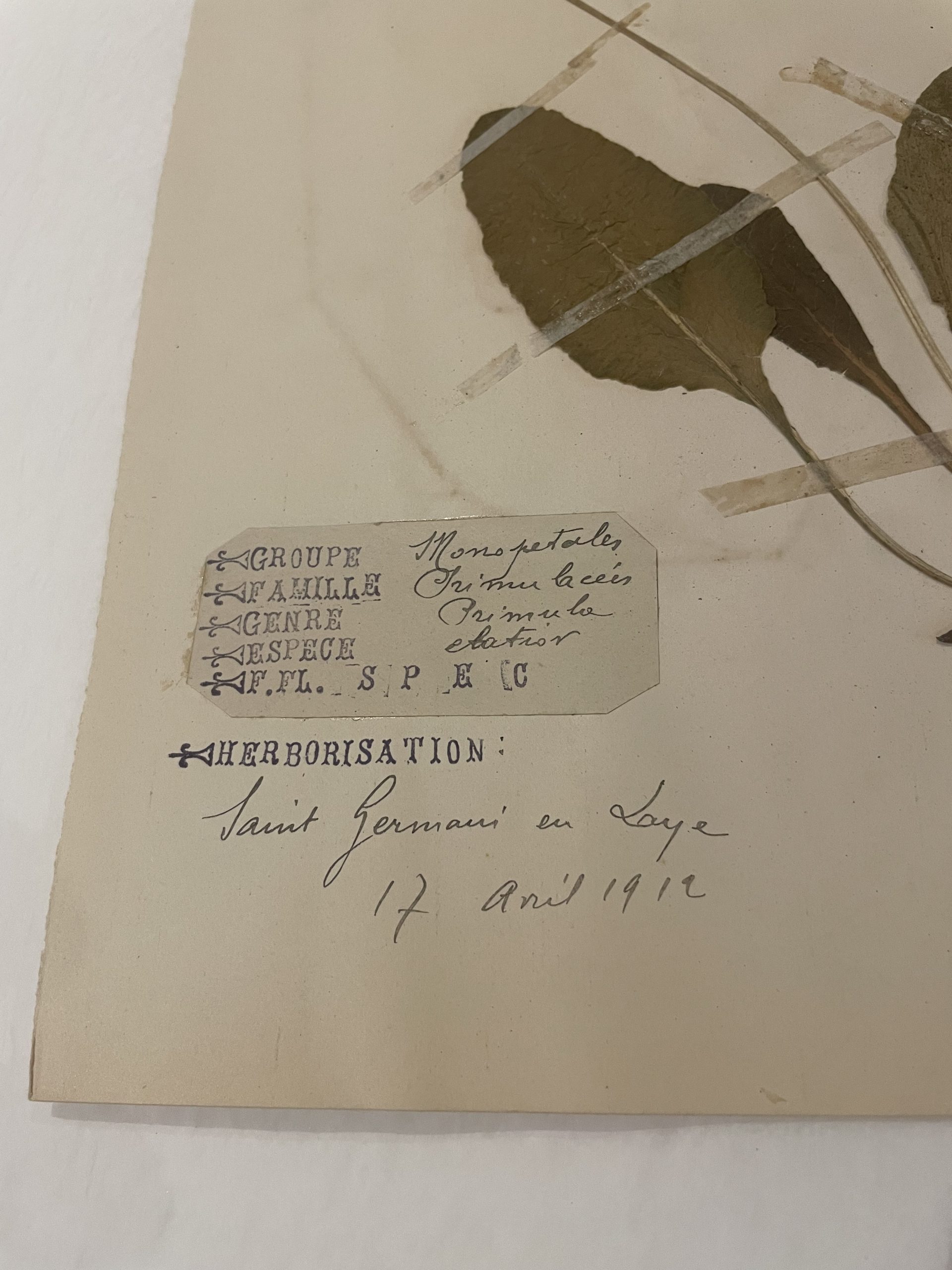 Authentique planche d’herbier (1912) – Image 3