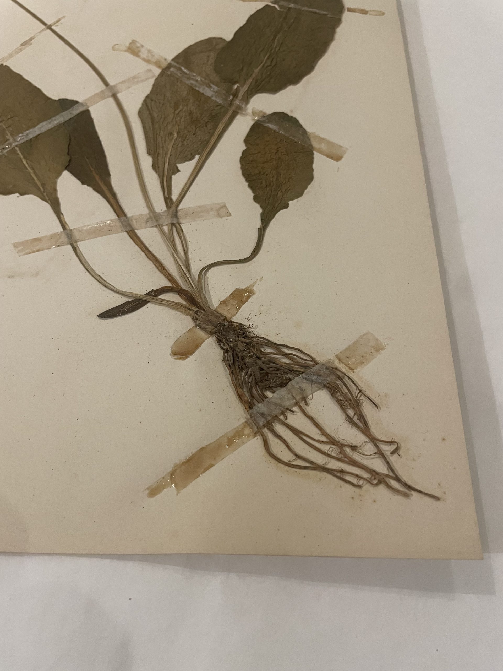 Authentique planche d’herbier (1912) – Image 4