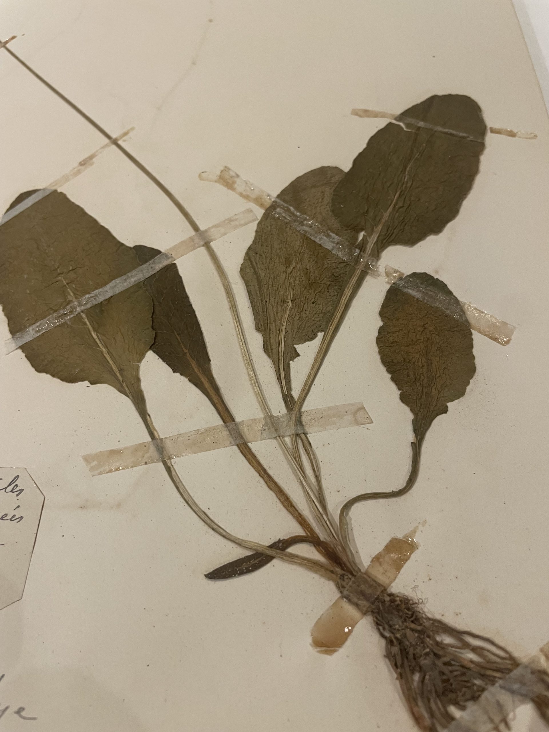 Authentique planche d’herbier (1912) – Image 6