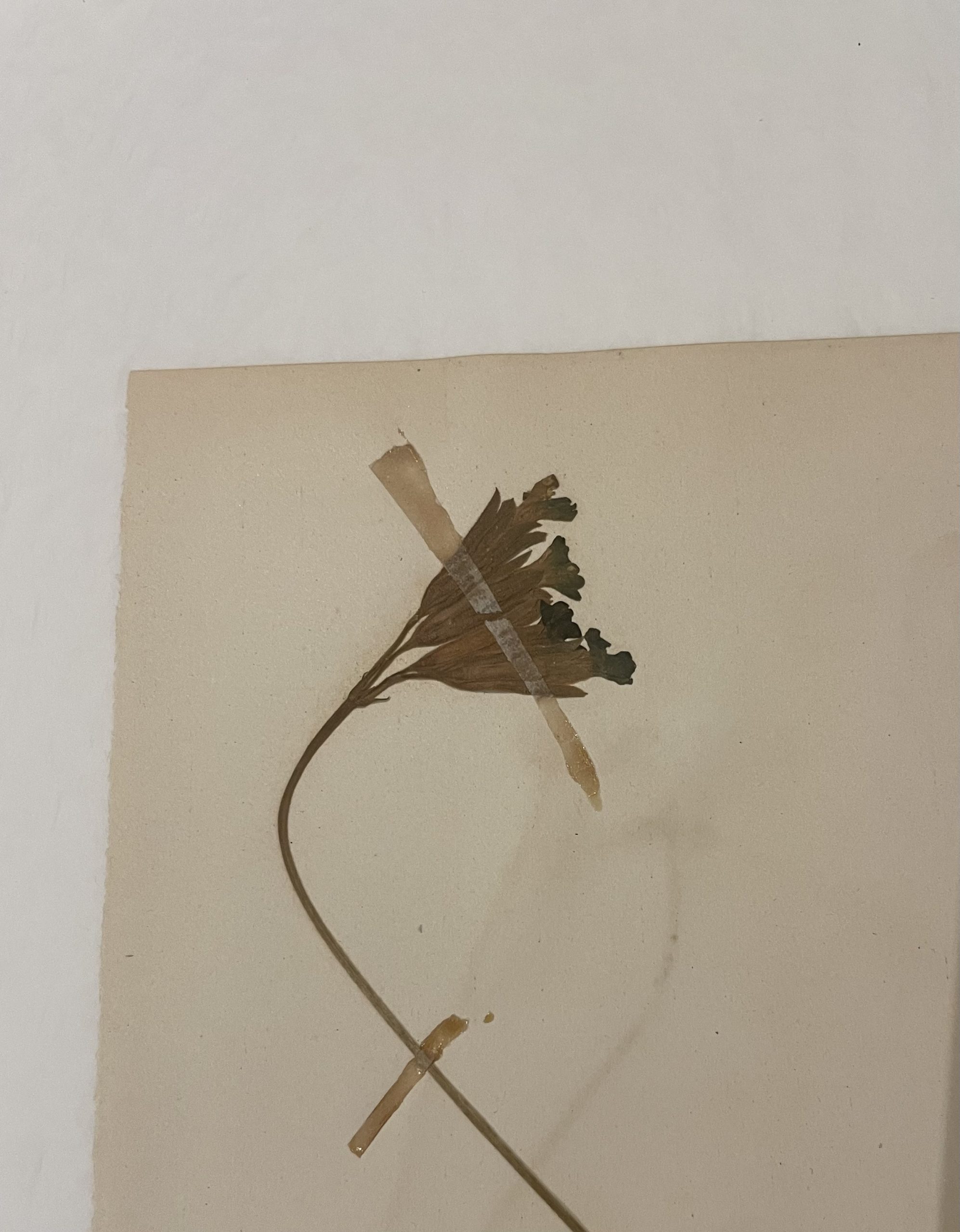 Authentique planche d’herbier (1912) – Image 5