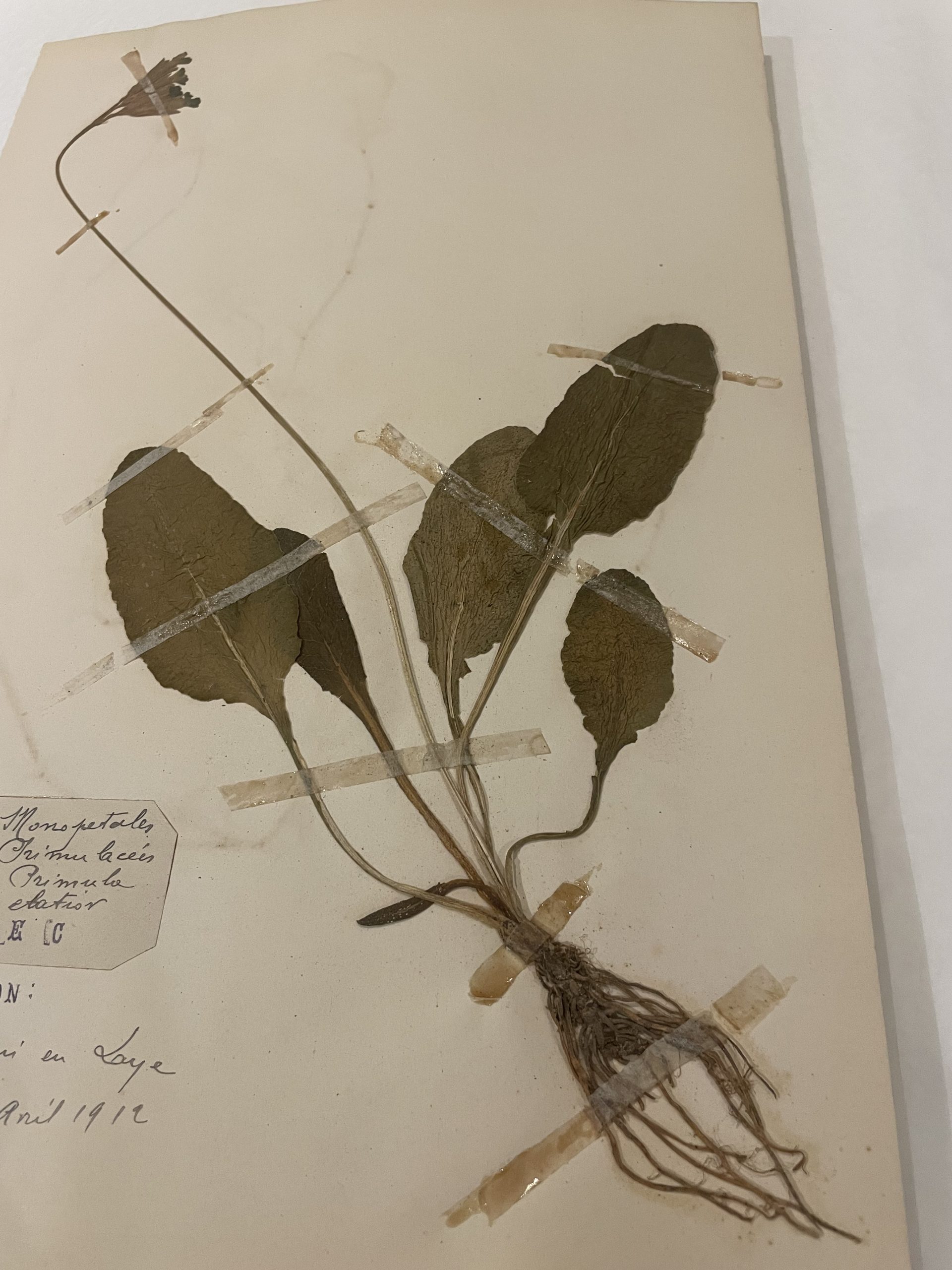 Authentique planche d’herbier (1912) – Image 7