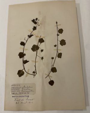 Authentique planche d’herbier (1912)