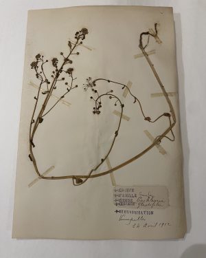 Authentique planche d'herbier (1912)