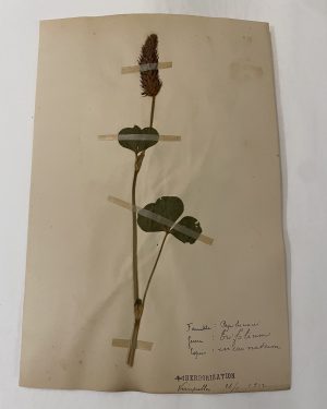Authentique planche d'herbier (1912)