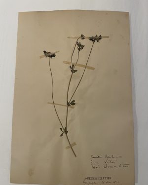 Authentique planche d'herbier (1912)