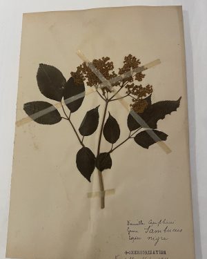 Authentique planche d'herbier (1912)