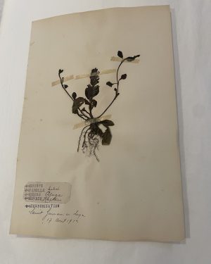 Authentique planche d'herbier (1912)