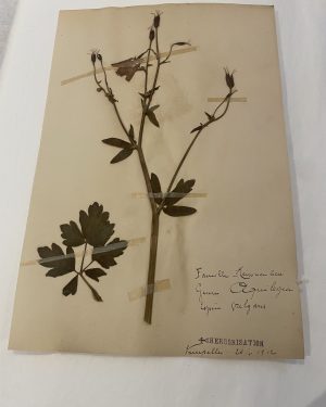 Authentique planche d'herbier (1912)