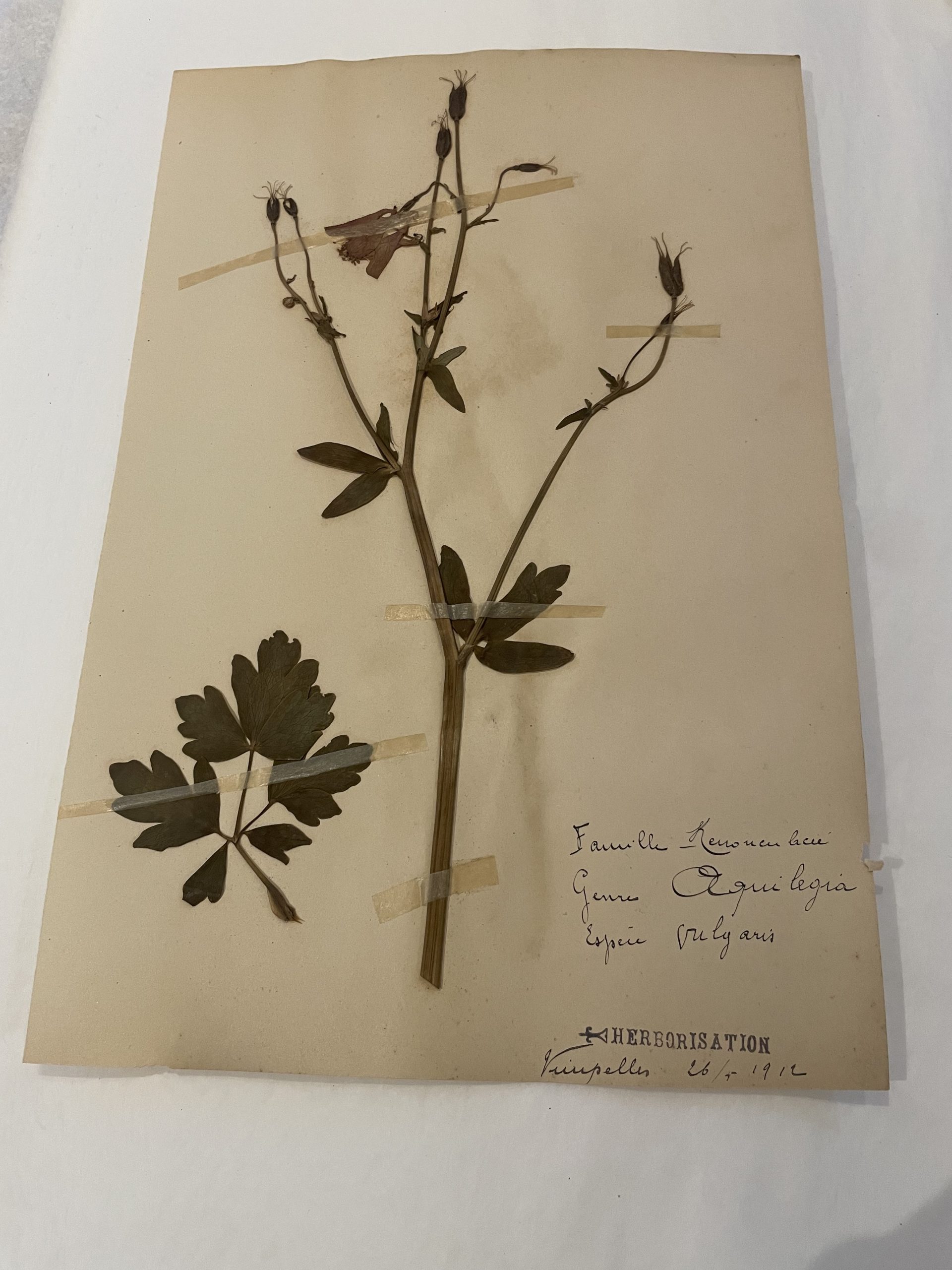 Authentique planche d'herbier (1912)