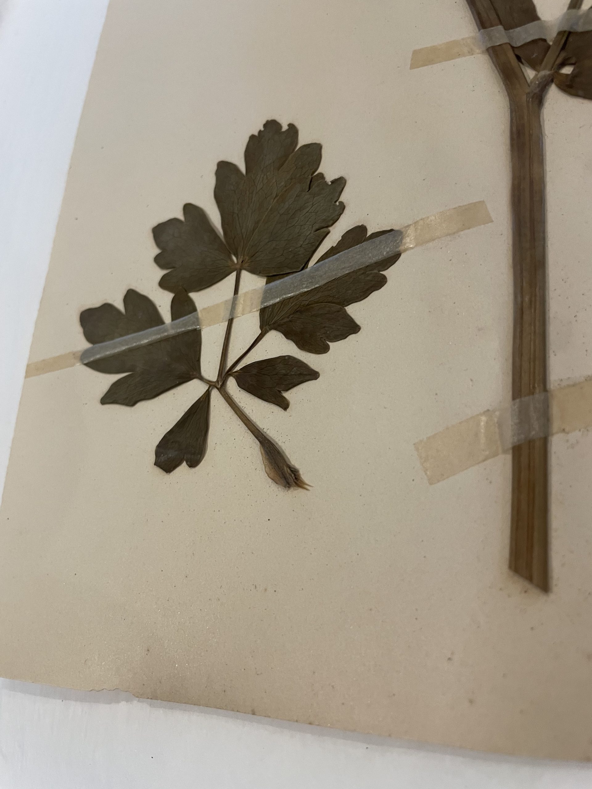 Authentique planche d'herbier (1912) – Image 4