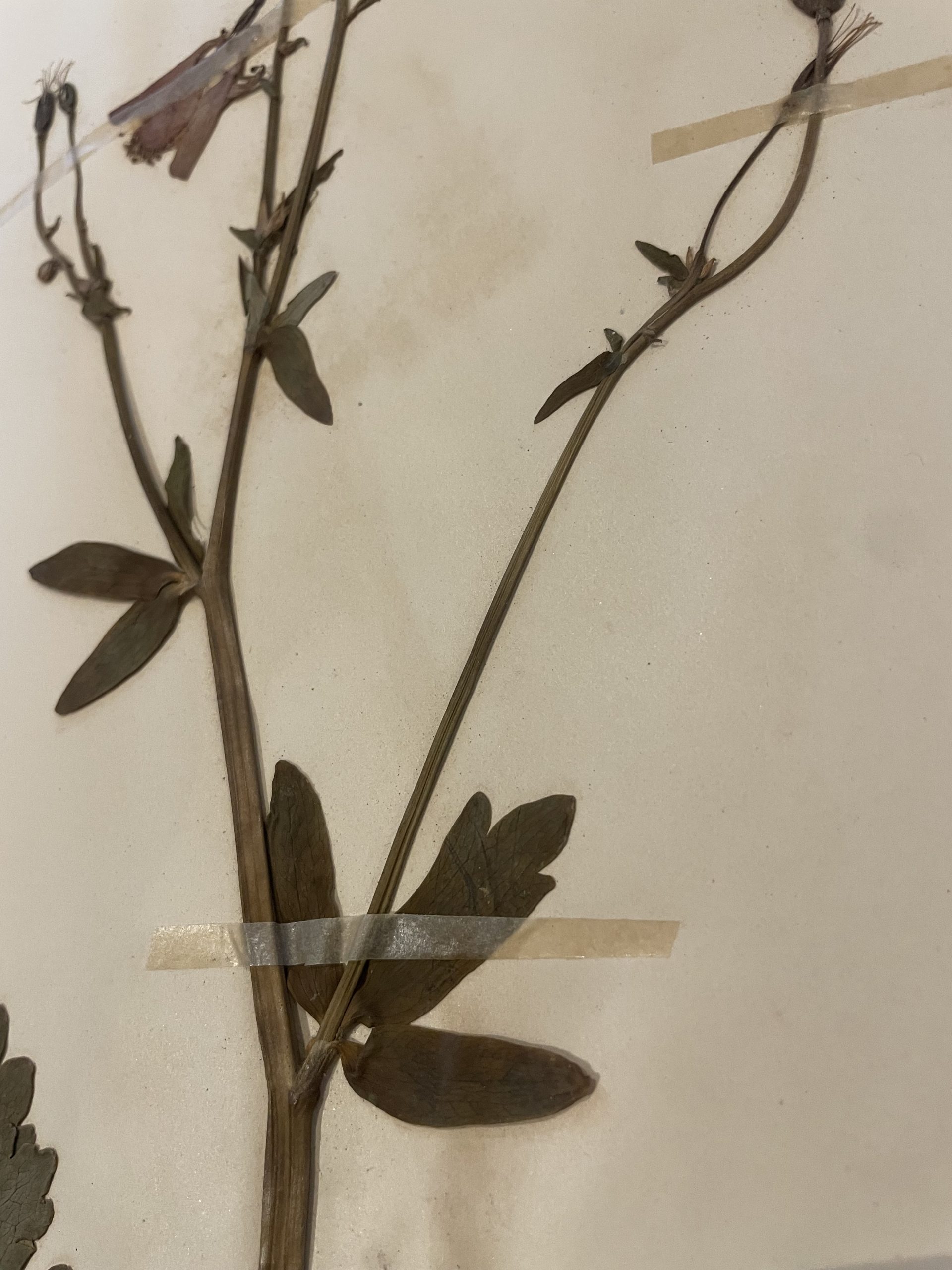 Authentique planche d'herbier (1912) – Image 5