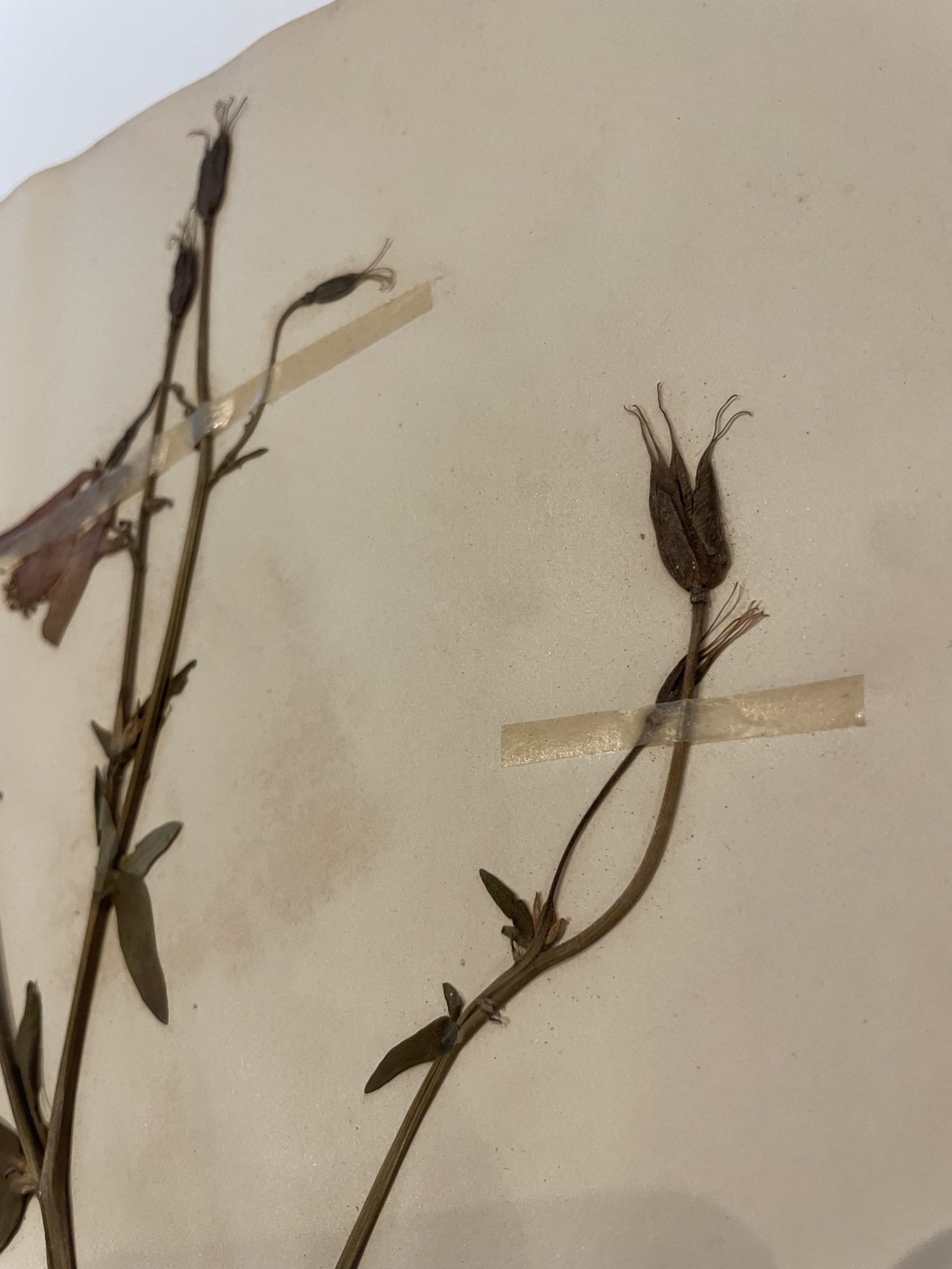 Authentique planche d'herbier (1912) – Image 7
