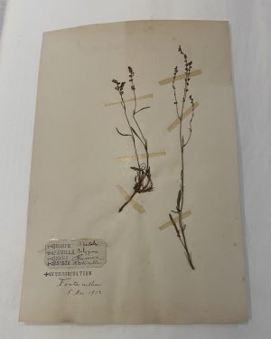 Authentique planche d'herbier (1912)